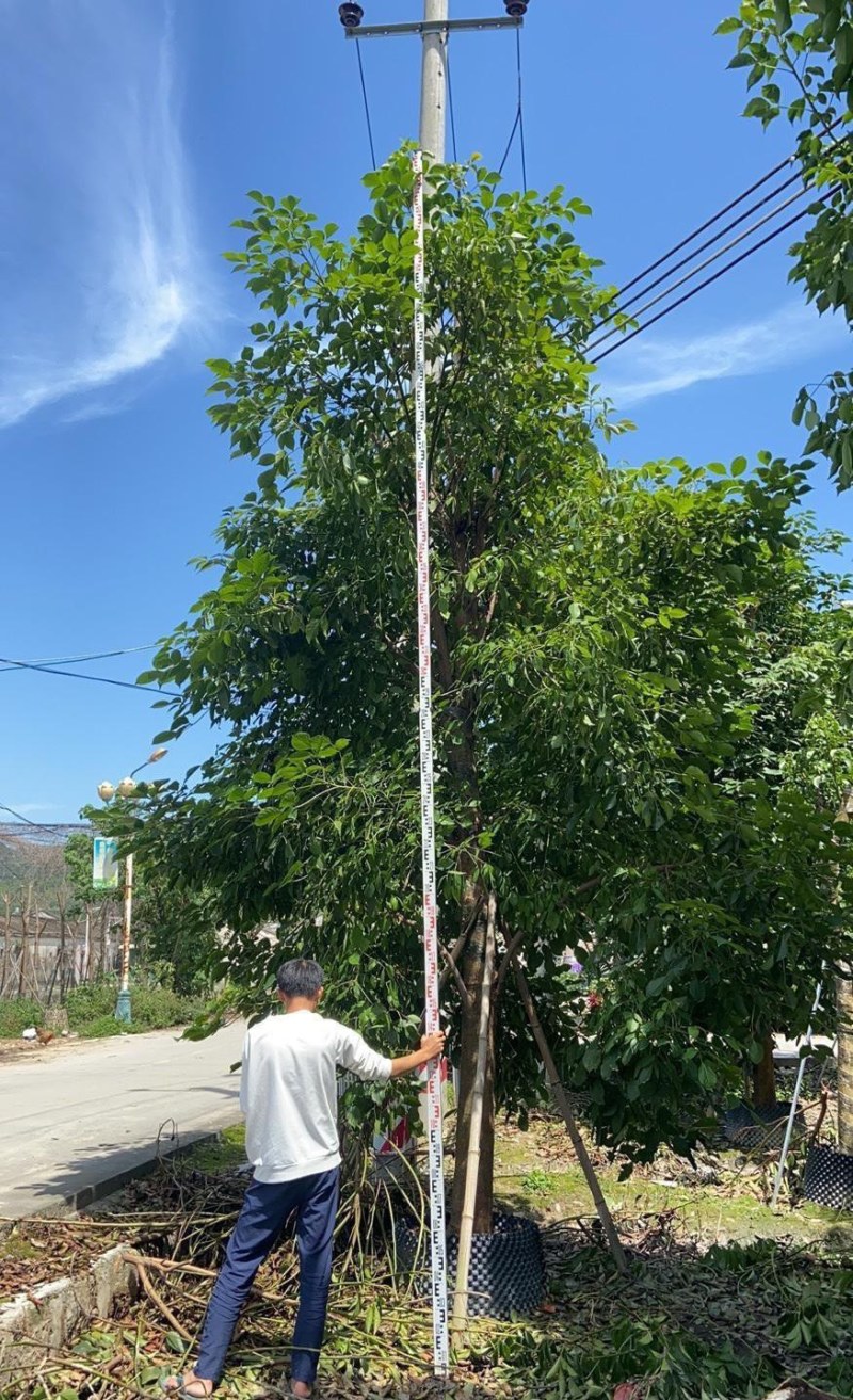 供应：重阳木，秋枫15-18各种规格大量