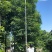供应：重阳木，秋枫15-18各种规格大量