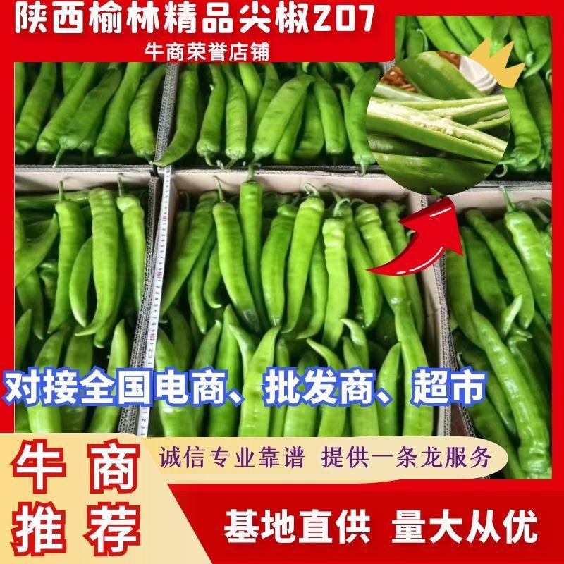 推荐鲜辣椒优质尖椒207大量供应价格美丽对接全国商超