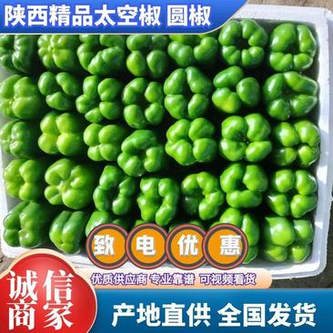 陕西精品辣椒大量供应太空椒圆椒质量保证欢迎各客商采购
