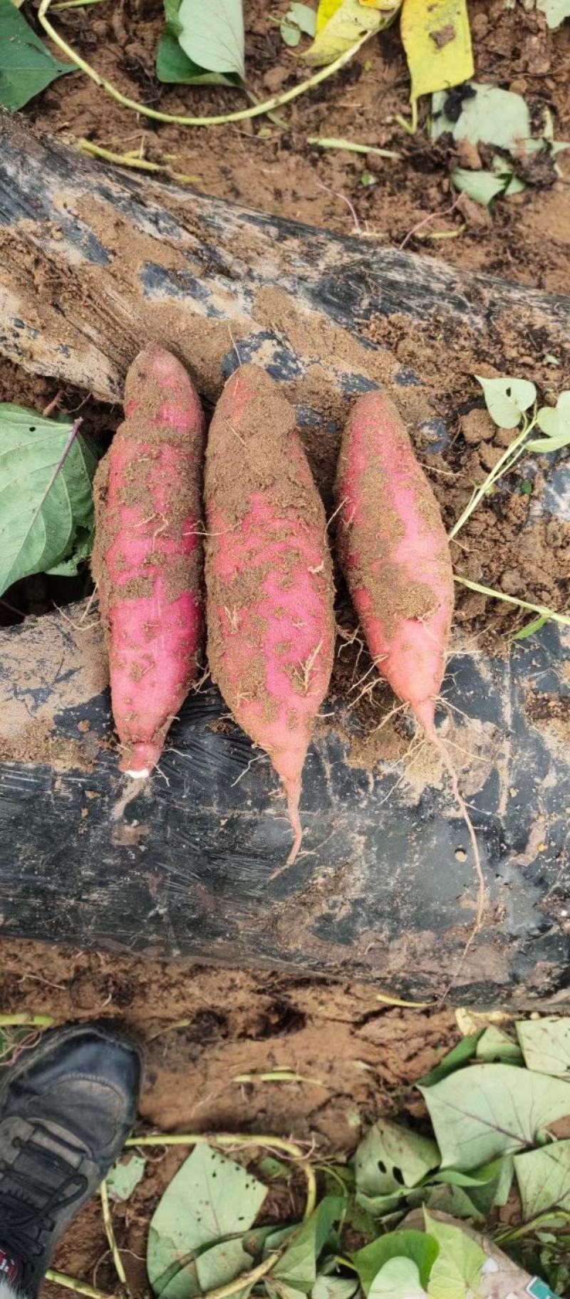 陕西万亩沙地板栗红薯，干棉无丝，条形好货源充足，产地直发