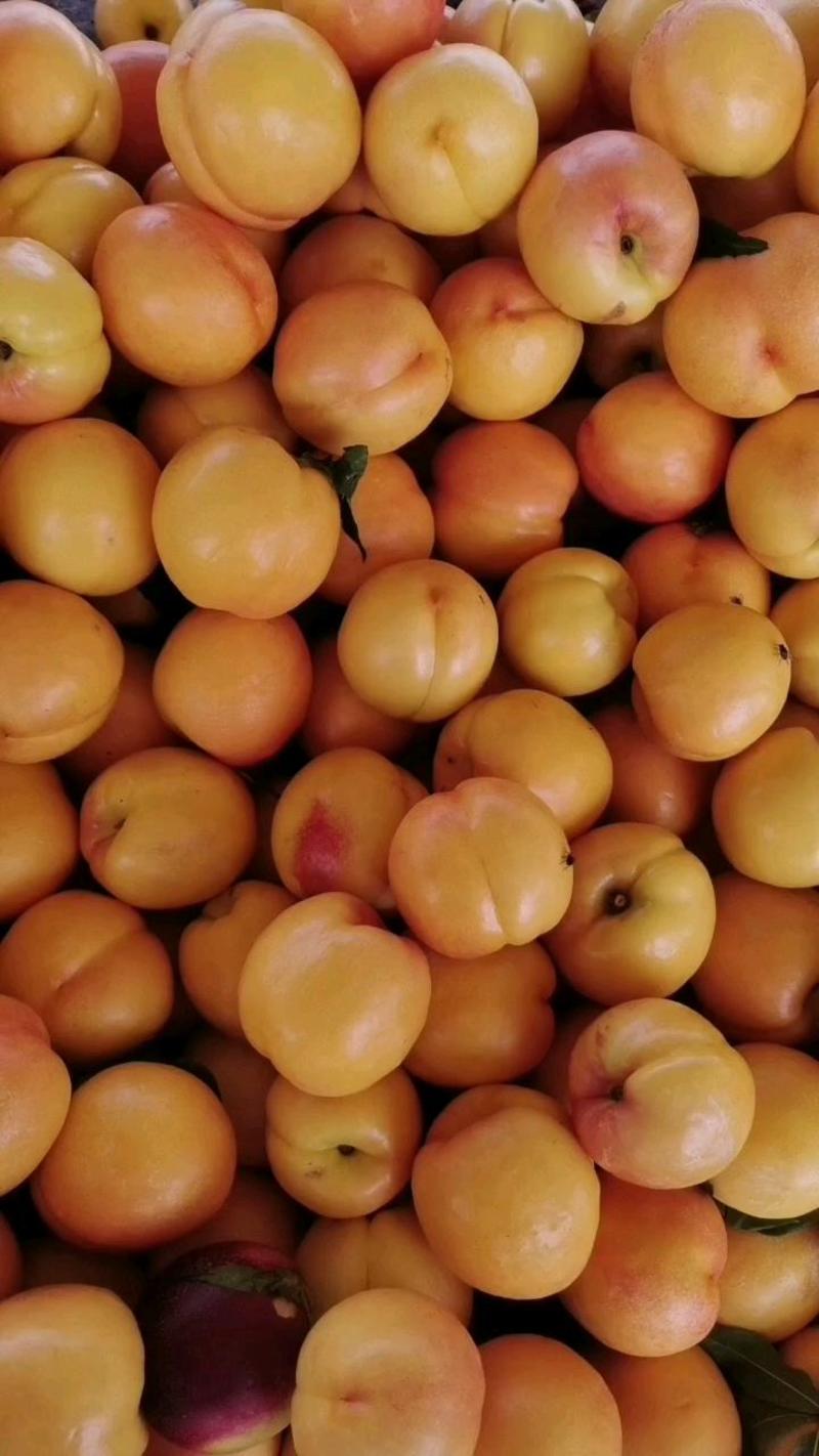 【油桃】山东黄油桃大量上市可视频看货品质保证