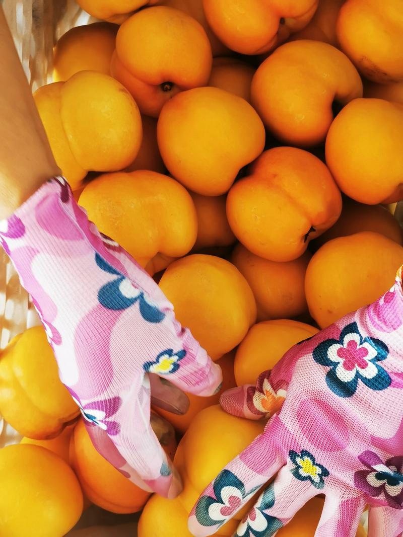 【油桃】山东黄油桃大量上市可视频看货品质保证
