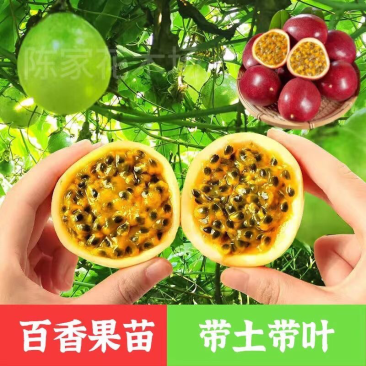 台农一号百香果苗