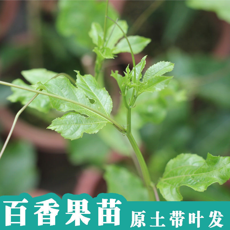 台农一号百香果苗