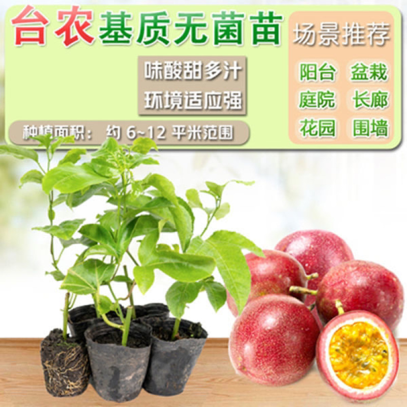 台农一号百香果苗
