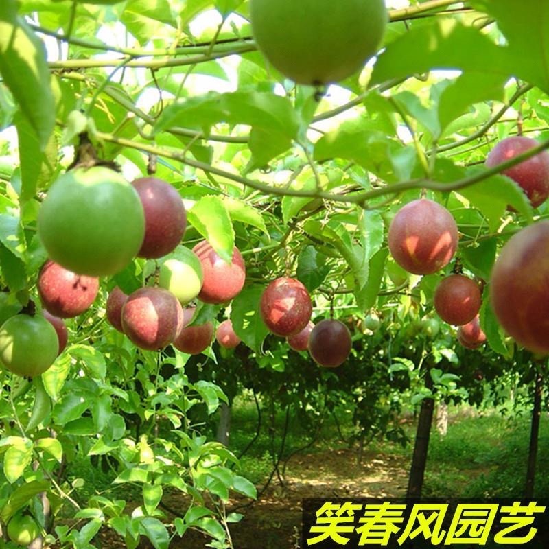 台农一号百香果苗
