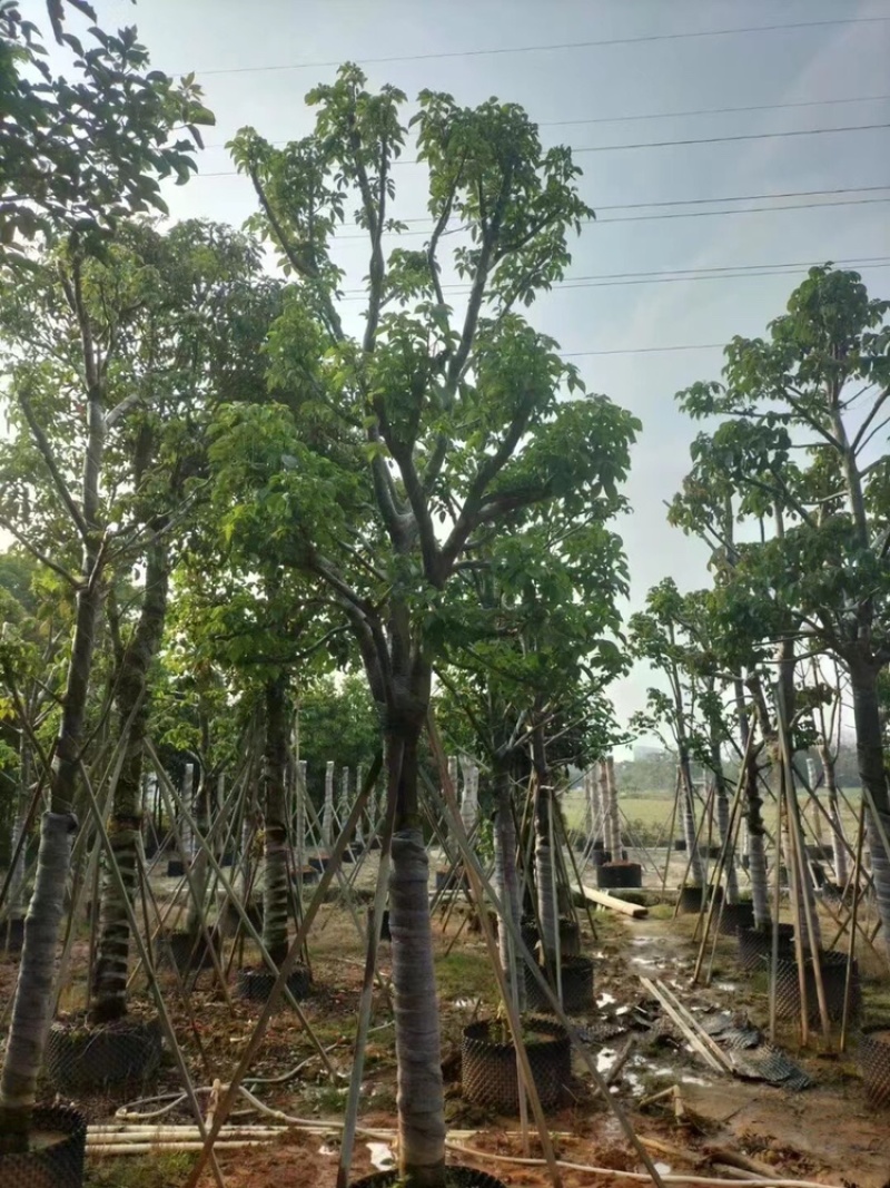 绿化苗木，秋枫，规格15到20公分，树形，骨架货。
