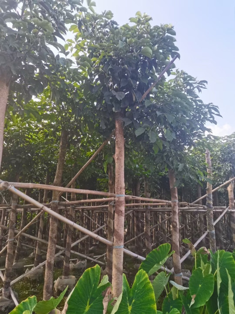 绿化苗木，秋枫，规格5到12公分，市政货。