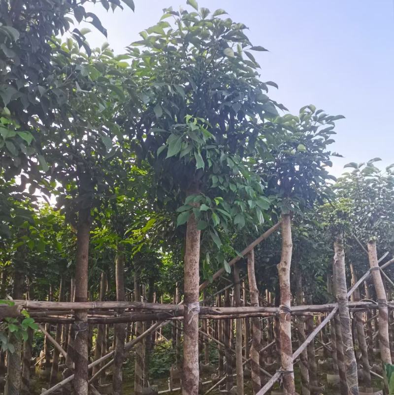 绿化苗木，秋枫，规格5到12公分，市政货。