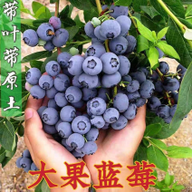 蓝莓苗：薄雾、兔眼，钱德勒、奥尼尔技术指导签订合同！