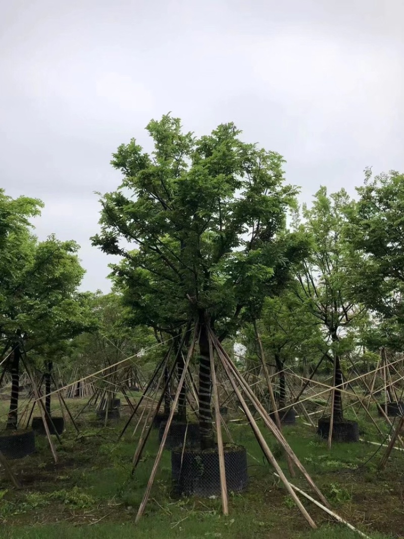绿化苗木，朴树，规格15到20公分，树形，精品。