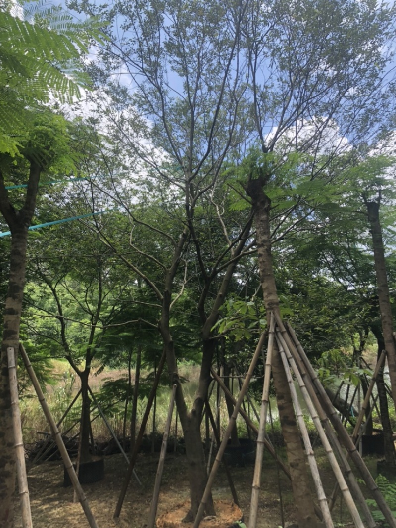 绿化苗木，朴树，规格15到20公分，树形，精品。