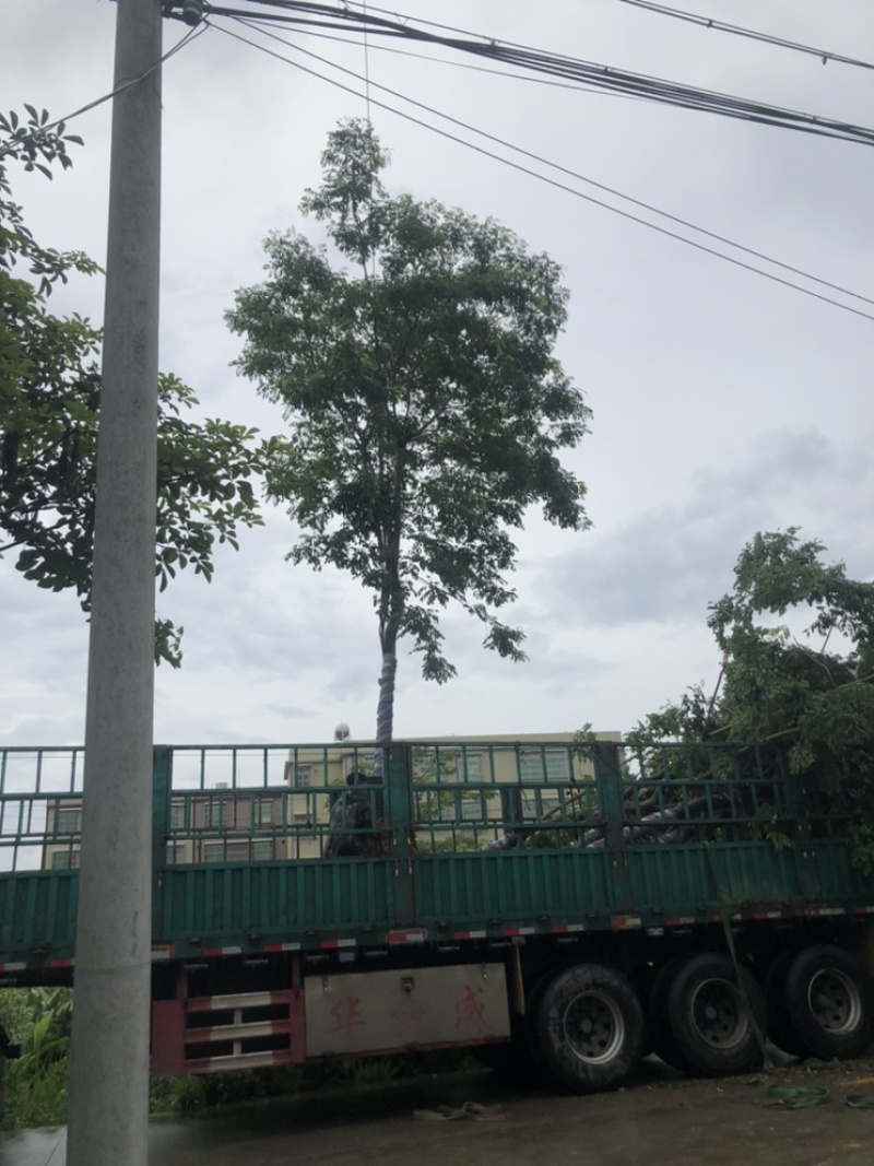 绿化苗木，黄花梨，规格10到15公分。树形，骨架。