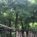 绿化苗木，黄花梨，规格10到15公分。树形，骨架。
