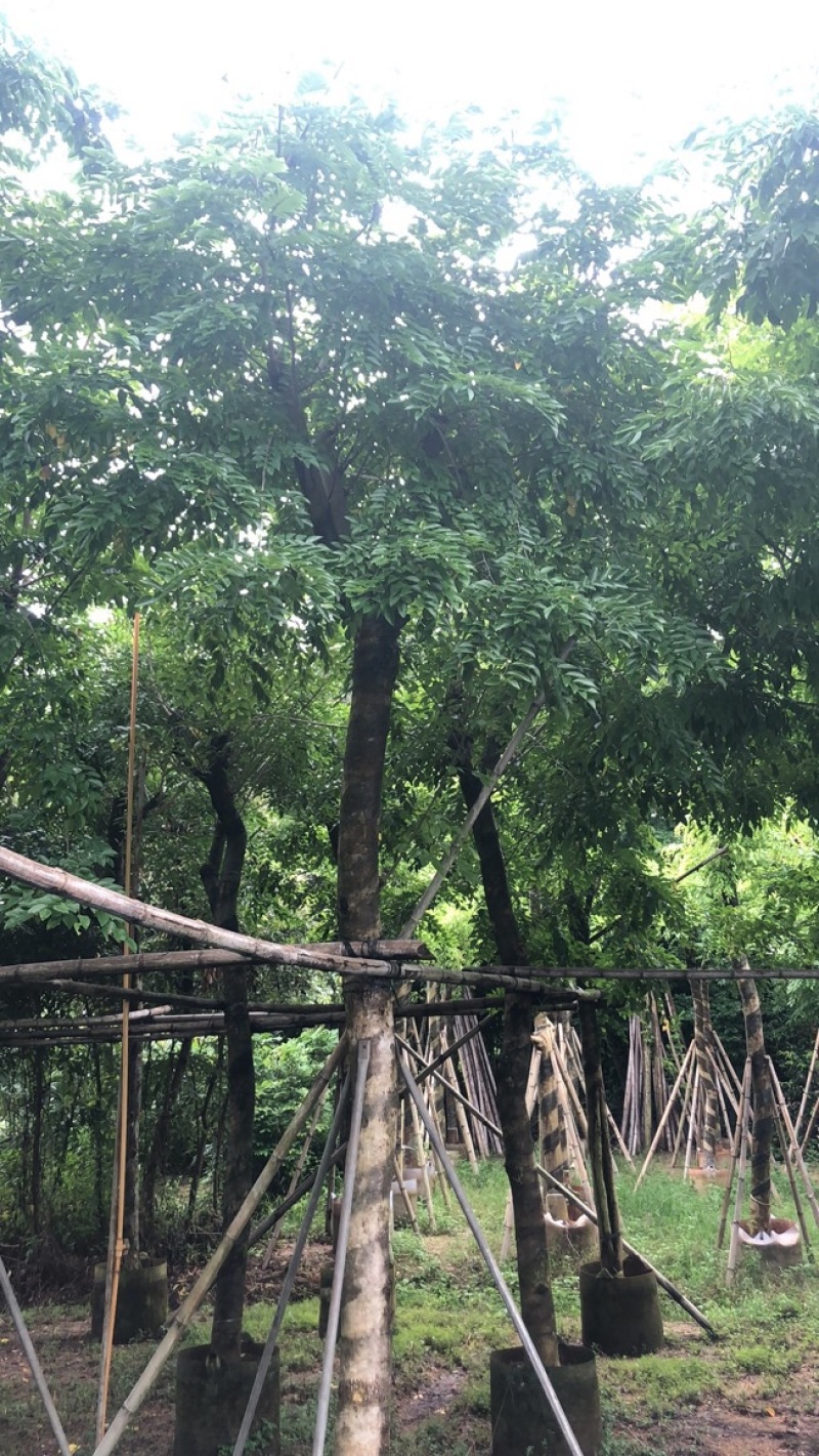 绿化苗木，黄花梨，规格10到15公分。树形，骨架。