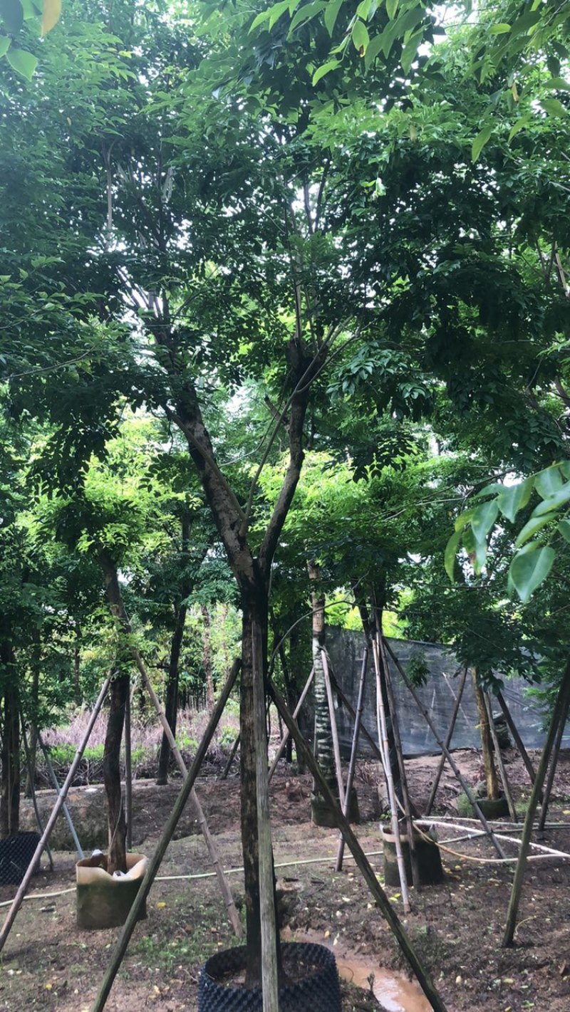 绿化苗木，黄花梨，规格10到15公分。树形，骨架。