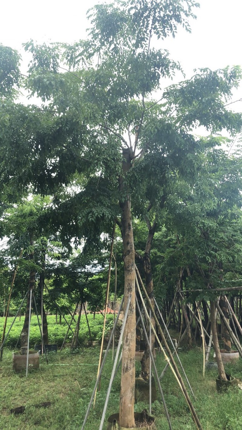 绿化苗木，黄花梨，规格10到15公分。树形，骨架。