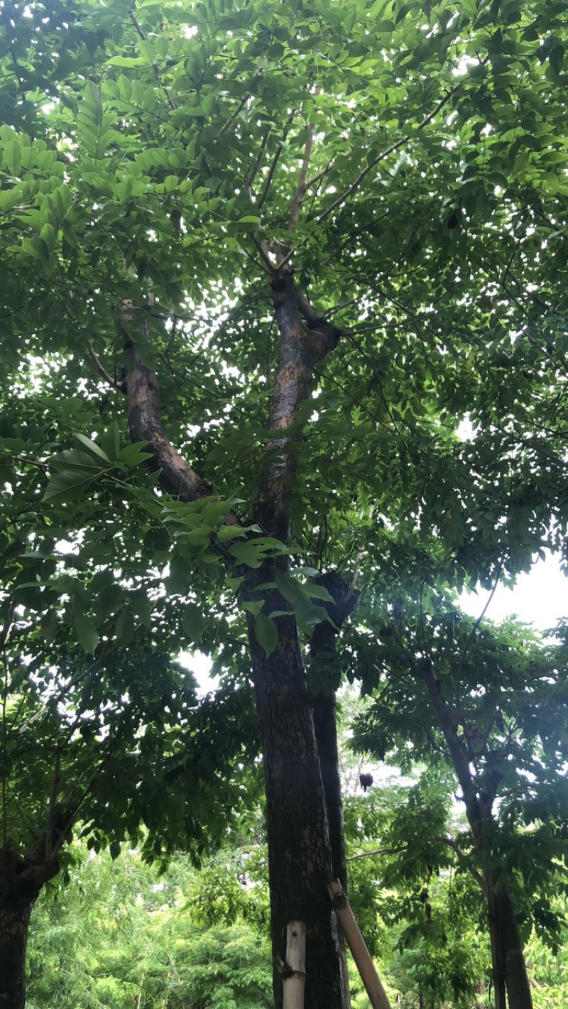 绿化苗木，黄花梨，规格10到15公分。树形，骨架。