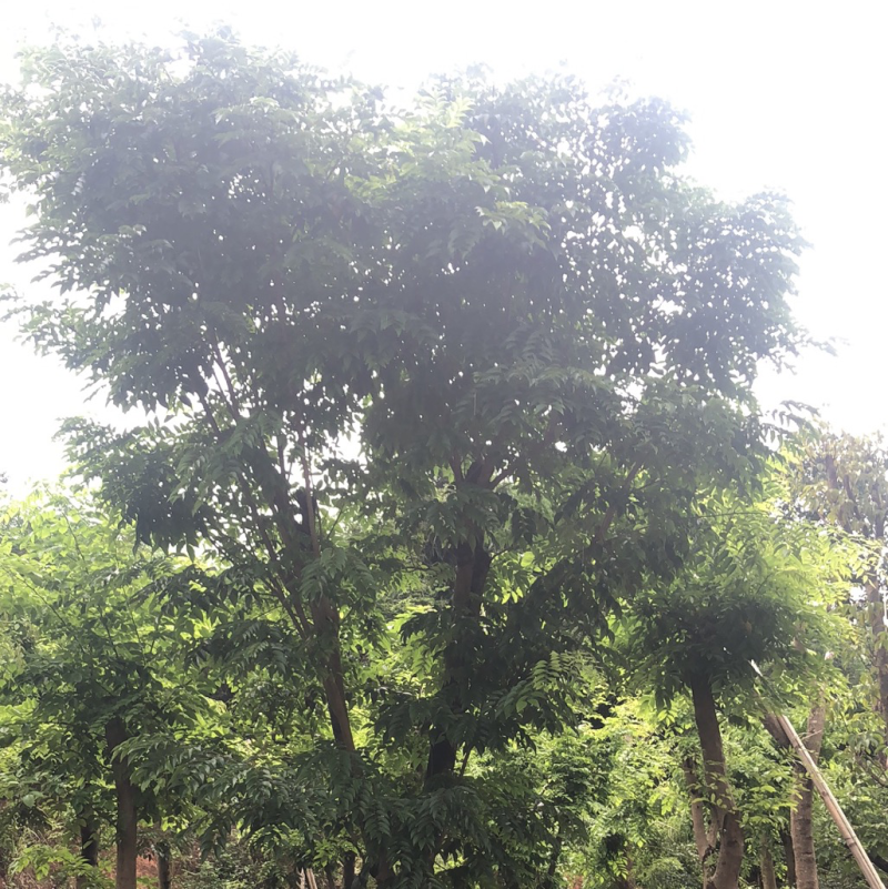 绿化苗木，黄花梨，规格10到15公分。树形，骨架。
