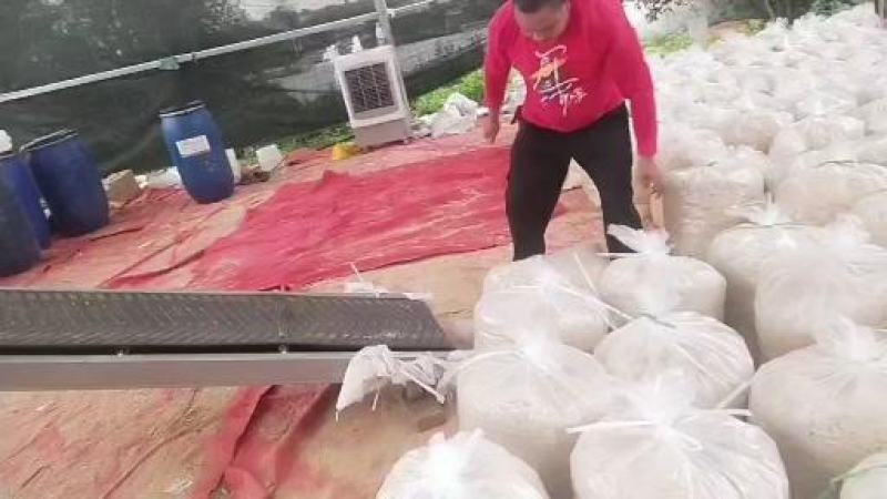 四川豆渣发酵豆渣饲料喂猪喂羊喂牛