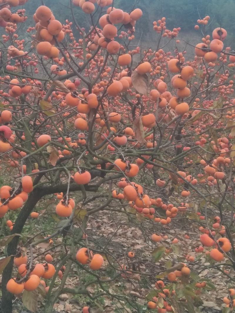 柿饼