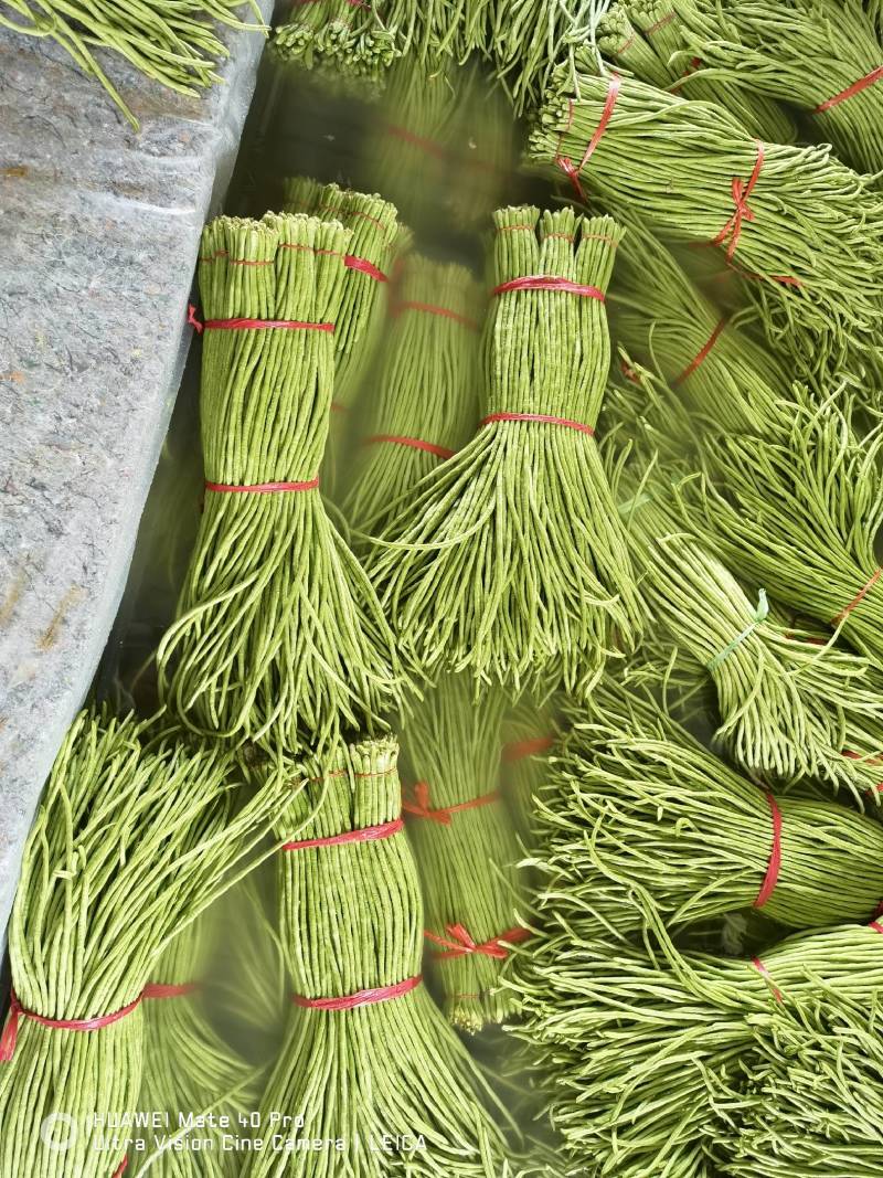 山东豆角产地直销质量很好，无虫眼，无斑点，代发全国