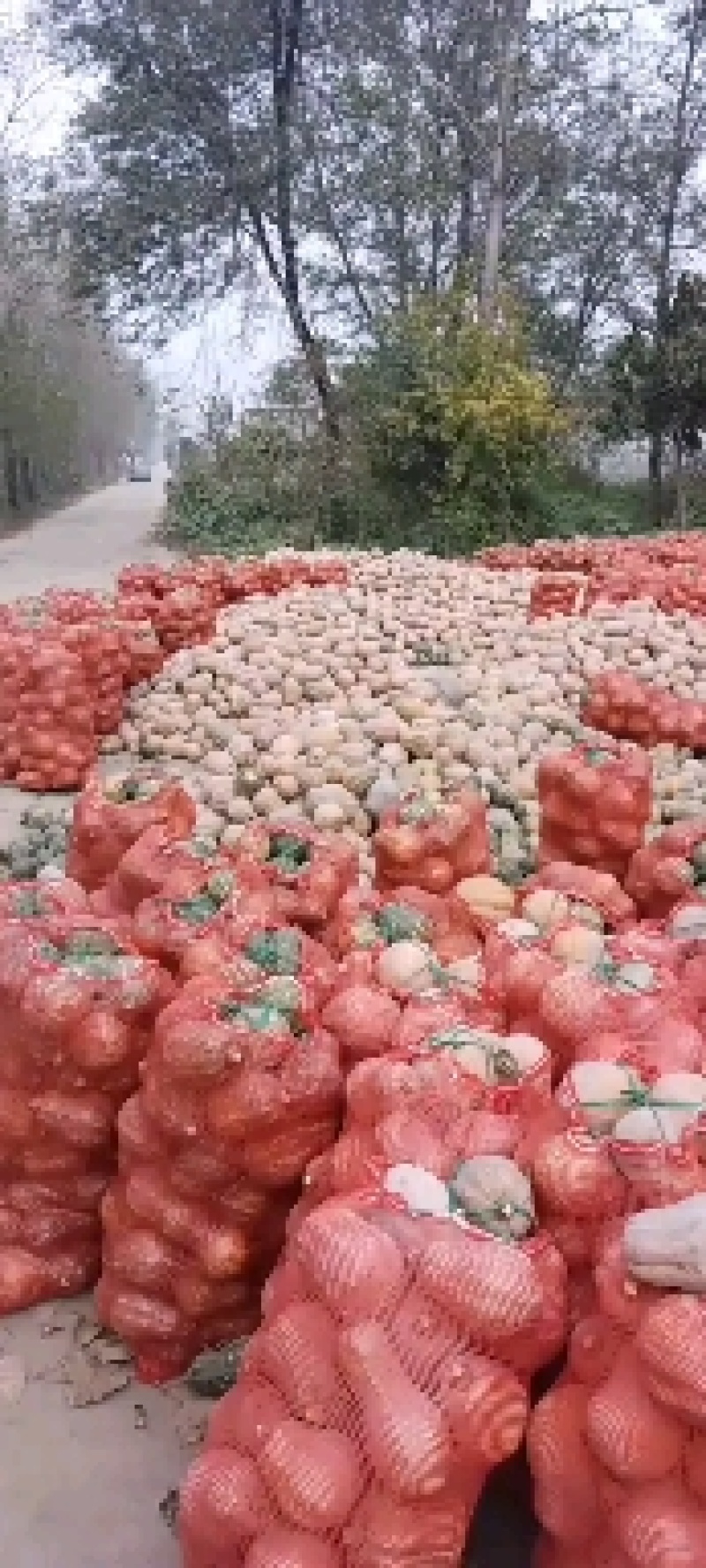 金香小南瓜，产地直销，货源充足，欢迎各位老板前来选购