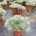 迷你朝雾草盆栽花苗银叶草多年生耐热耐寒宿根植物庭院花园