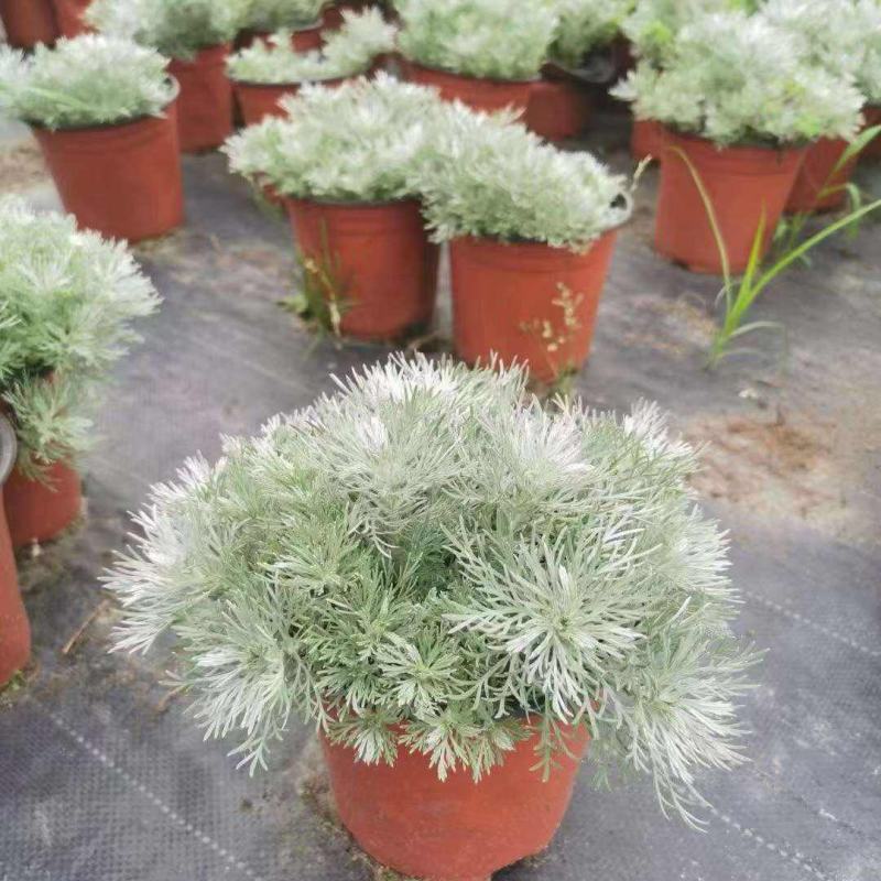 迷你朝雾草盆栽花苗银叶草多年生耐热耐寒宿根植物庭院花园