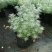 迷你朝雾草盆栽花苗银叶草多年生耐热耐寒宿根植物庭院花园