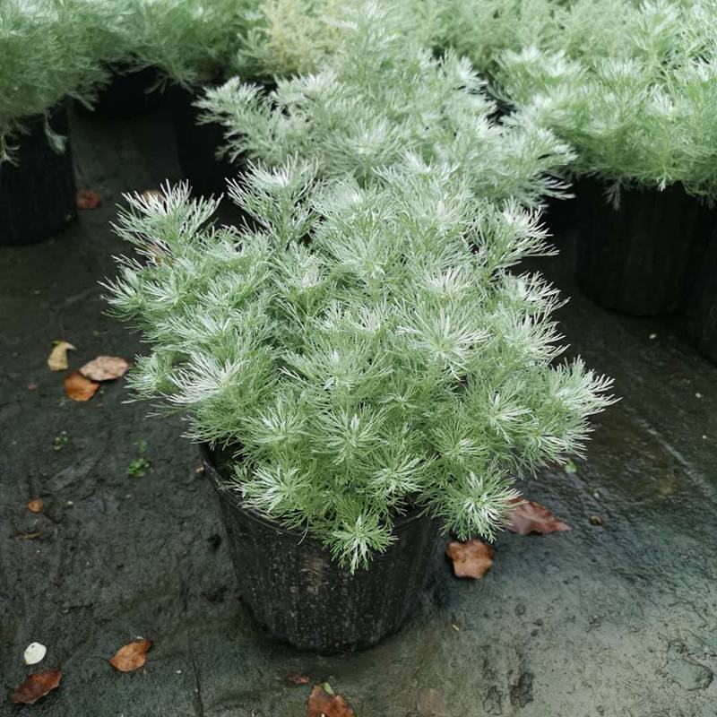 迷你朝雾草盆栽花苗银叶草多年生耐热耐寒宿根植物庭院花园