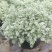 迷你朝雾草盆栽花苗银叶草多年生耐热耐寒宿根植物庭院花园