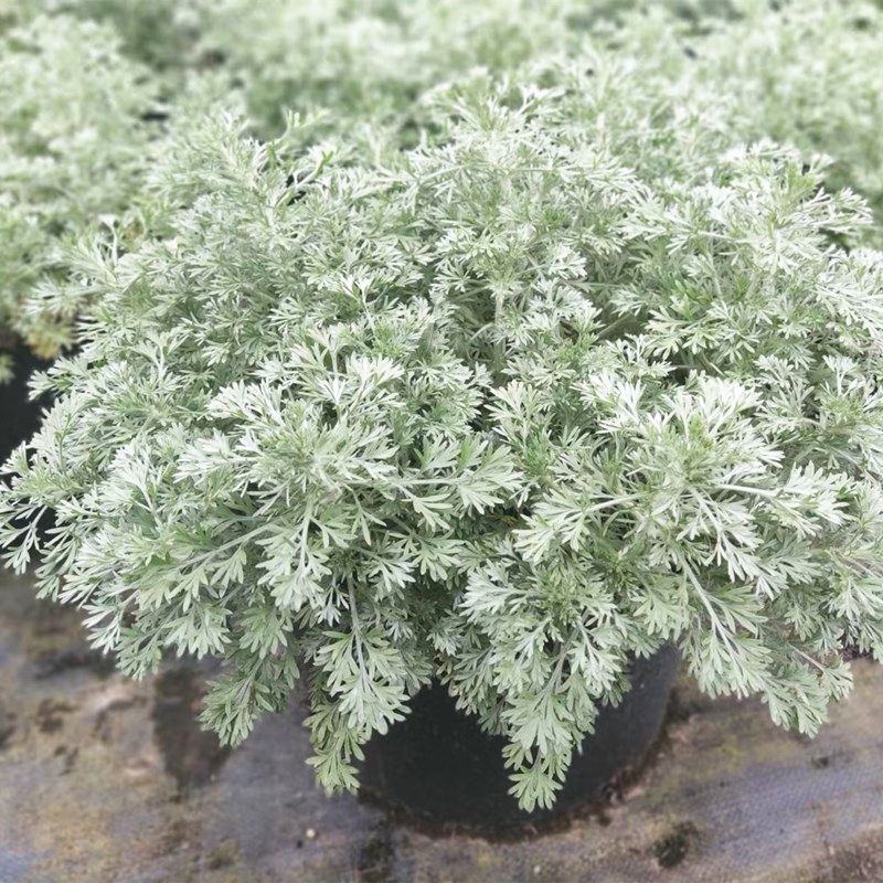 迷你朝雾草盆栽花苗银叶草多年生耐热耐寒宿根植物庭院花园