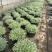 迷你朝雾草盆栽花苗银叶草多年生耐热耐寒宿根植物庭院花园