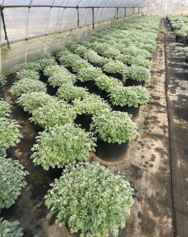 迷你朝雾草盆栽花苗银叶草多年生耐热耐寒宿根植物庭院花园