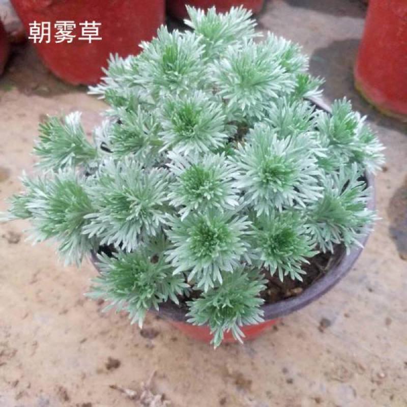 迷你朝雾草盆栽花苗银叶草多年生耐热耐寒宿根植物庭院花园
