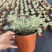 迷你朝雾草盆栽花苗银叶草多年生耐热耐寒宿根植物庭院花园