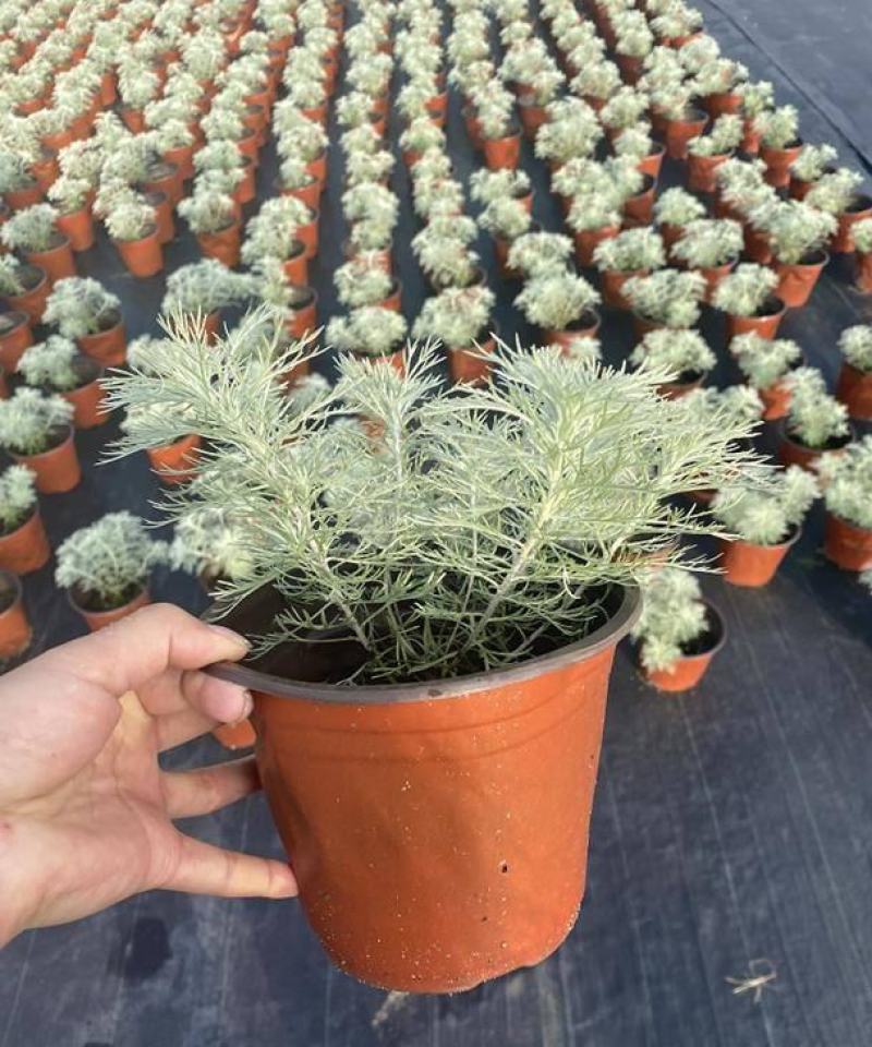 迷你朝雾草盆栽花苗银叶草多年生耐热耐寒宿根植物庭院花园
