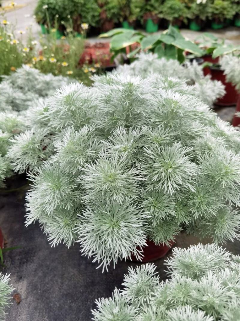迷你朝雾草盆栽花苗银叶草多年生耐热耐寒宿根植物庭院花园