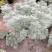 迷你朝雾草盆栽花苗银叶草多年生耐热耐寒宿根植物庭院花园