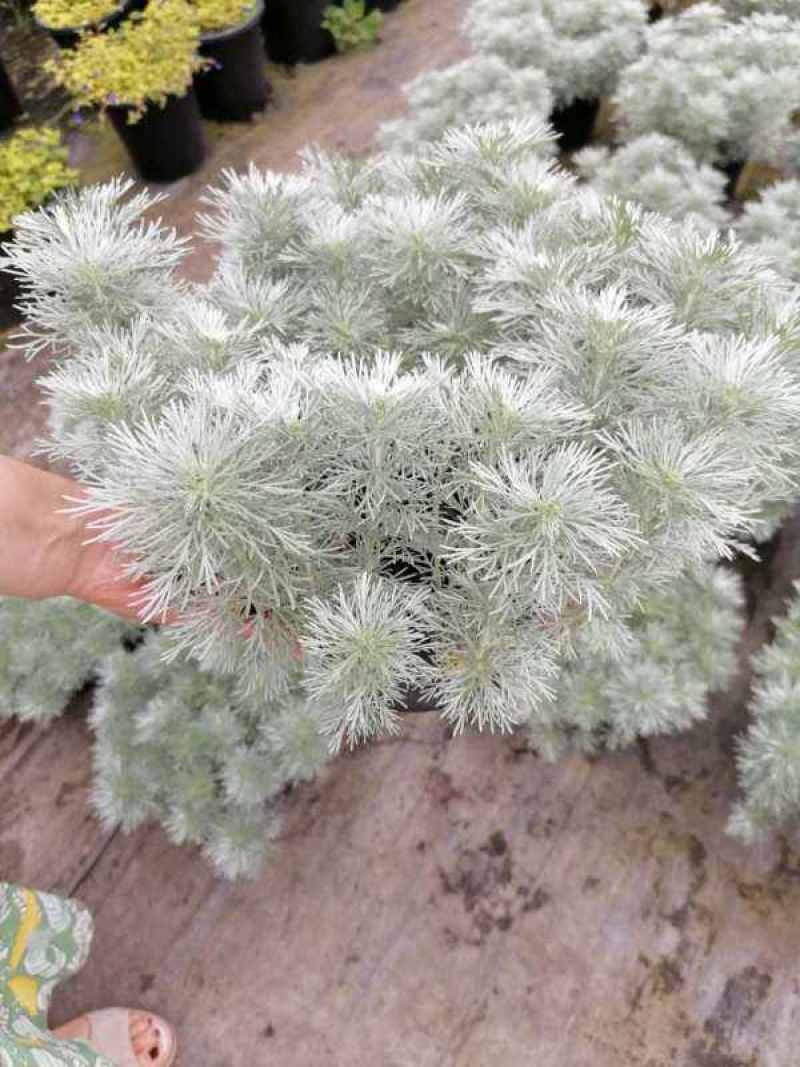 迷你朝雾草盆栽花苗银叶草多年生耐热耐寒宿根植物庭院花园