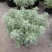 迷你朝雾草盆栽花苗银叶草多年生耐热耐寒宿根植物庭院花园