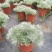 迷你朝雾草盆栽花苗银叶草多年生耐热耐寒宿根植物庭院花园