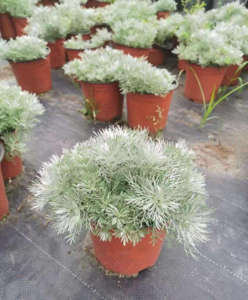 迷你朝雾草盆栽花苗银叶草多年生耐热耐寒宿根植物庭院花园