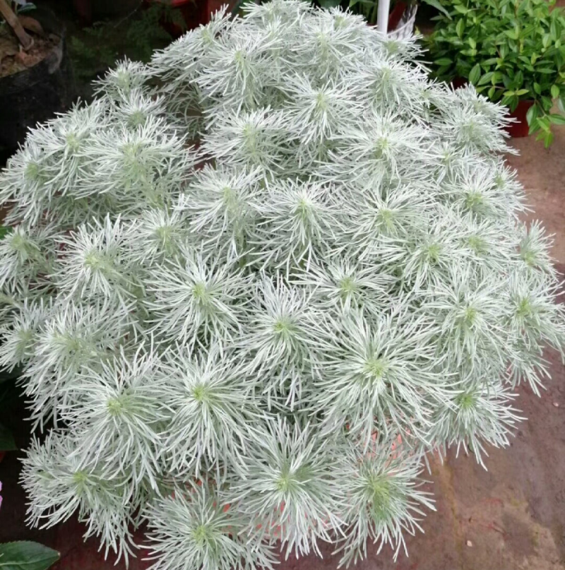 迷你朝雾草盆栽花苗银叶草多年生耐热耐寒宿根植物庭院花园