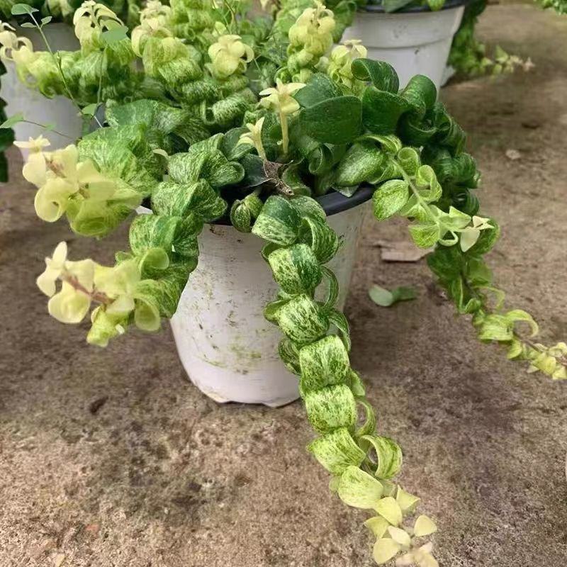 飘雪白锦口红吊兰像开花一样稀有小众北欧ins风室内桌面