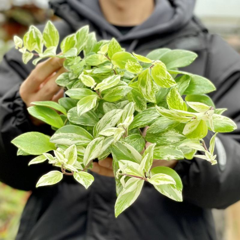 飘雪白锦口红吊兰像开花一样稀有小众北欧ins风室内桌面