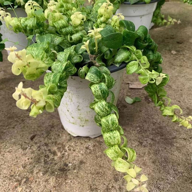 飘雪白锦口红吊兰像开花一样稀有小众北欧ins风室内桌面