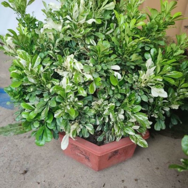 新品锦叶米兰花叶花盆栽浓香型阳台开花绿植四季芳香植物室内